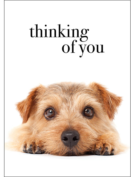 M48 - Thinking of you - Animal greeting card