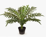 Fern Hares Foot in Pot - Green - 45cm