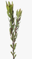 Protea Leucadendron - Burgundy/Green - 81cm