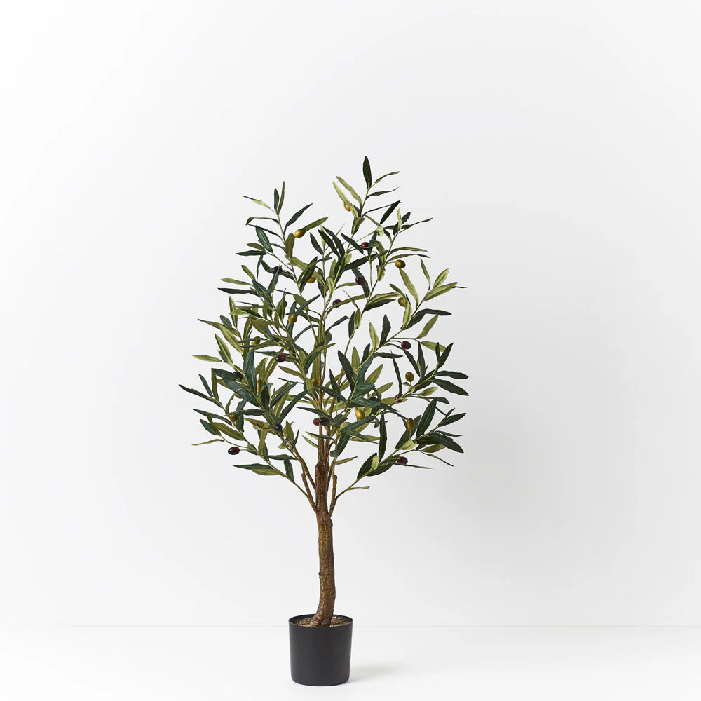 Olive Tree - 91cm