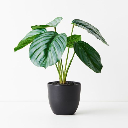 Calathea Plant - 28cm