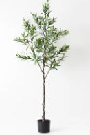 Olive Tree (w/o fruit) - 152cm