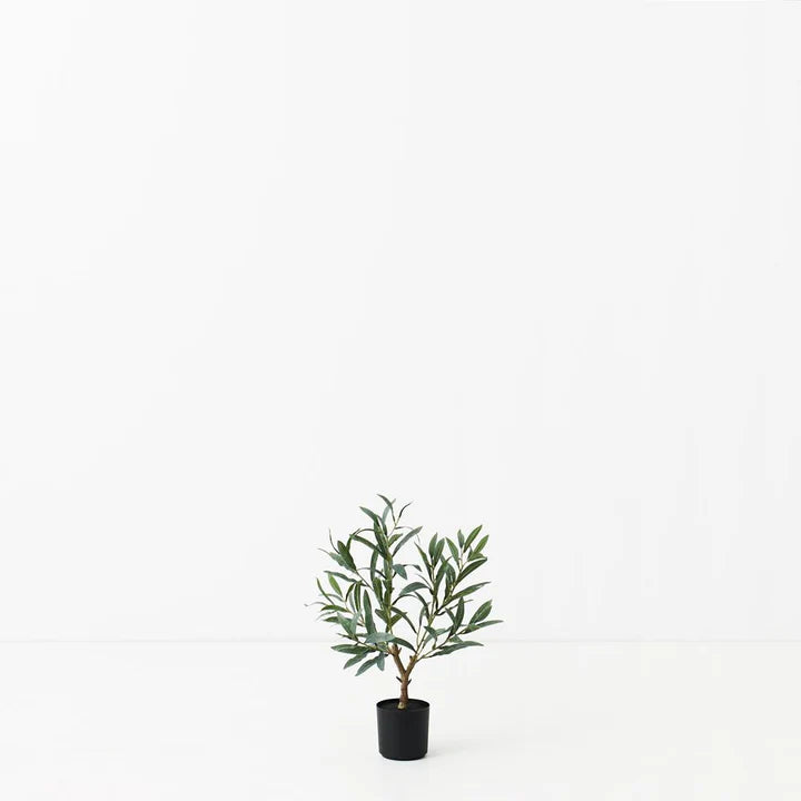 Olive Tree (w/o fruit) - Grey - 50cm