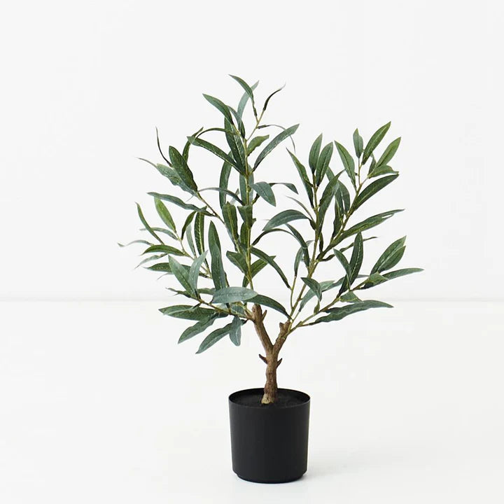 Olive Tree (w/o fruit) - Grey - 50cm