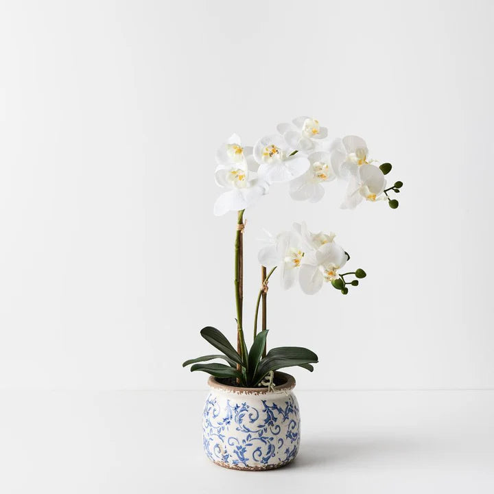 Orchid Phalaenopsis in Scarla Pot - White - 54cm
