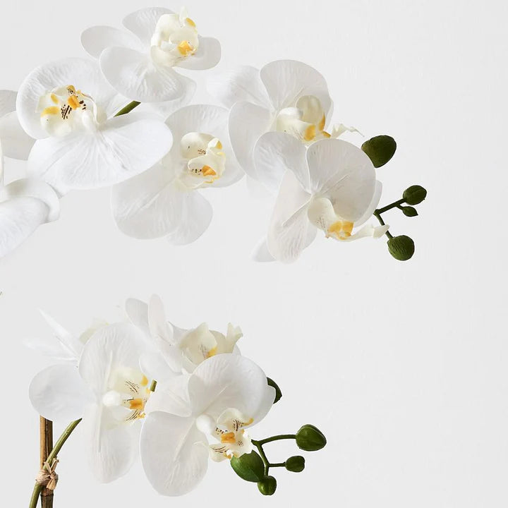 Orchid Phalaenopsis in Scarla Pot - White - 54cm