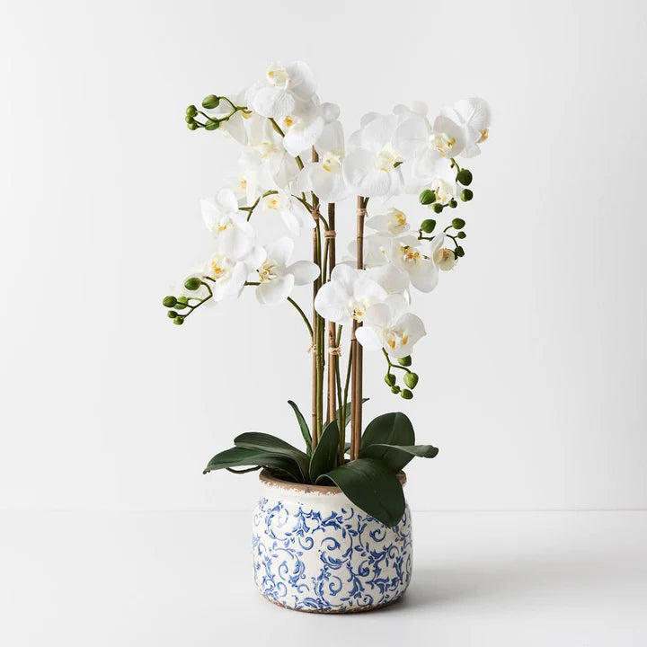 Orchid Phalaenopsis in Scarla Pot - White - 58cm