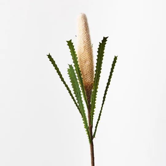 Banksia Pencil Cone - Cream - 73cm