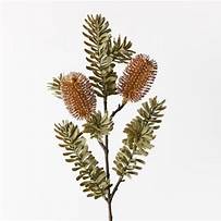 Banksia Spray - Coffee - 66cm