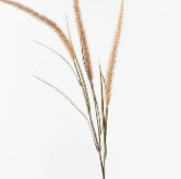 Fountain Grass Spray - Coffee - 130cm