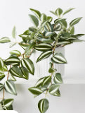 Wandering Jew Hanging Bush in Pot - 25cm