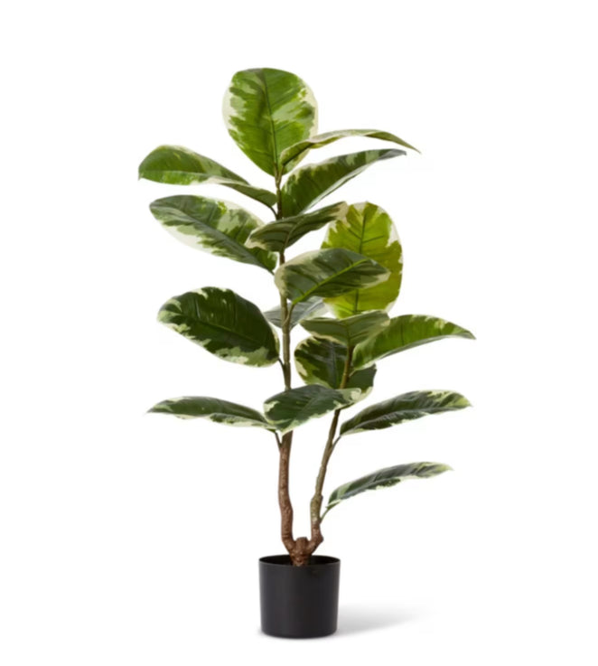 Rubber Plant Grand Potted Green White 68x68x90cm
