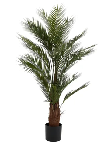 Fern Palm Tree 150cm 24x20.5cm