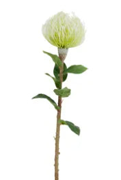Pin Cushion Stem Cream - 74cm