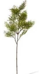 Cypress Spray Green - 20x16x61cm
