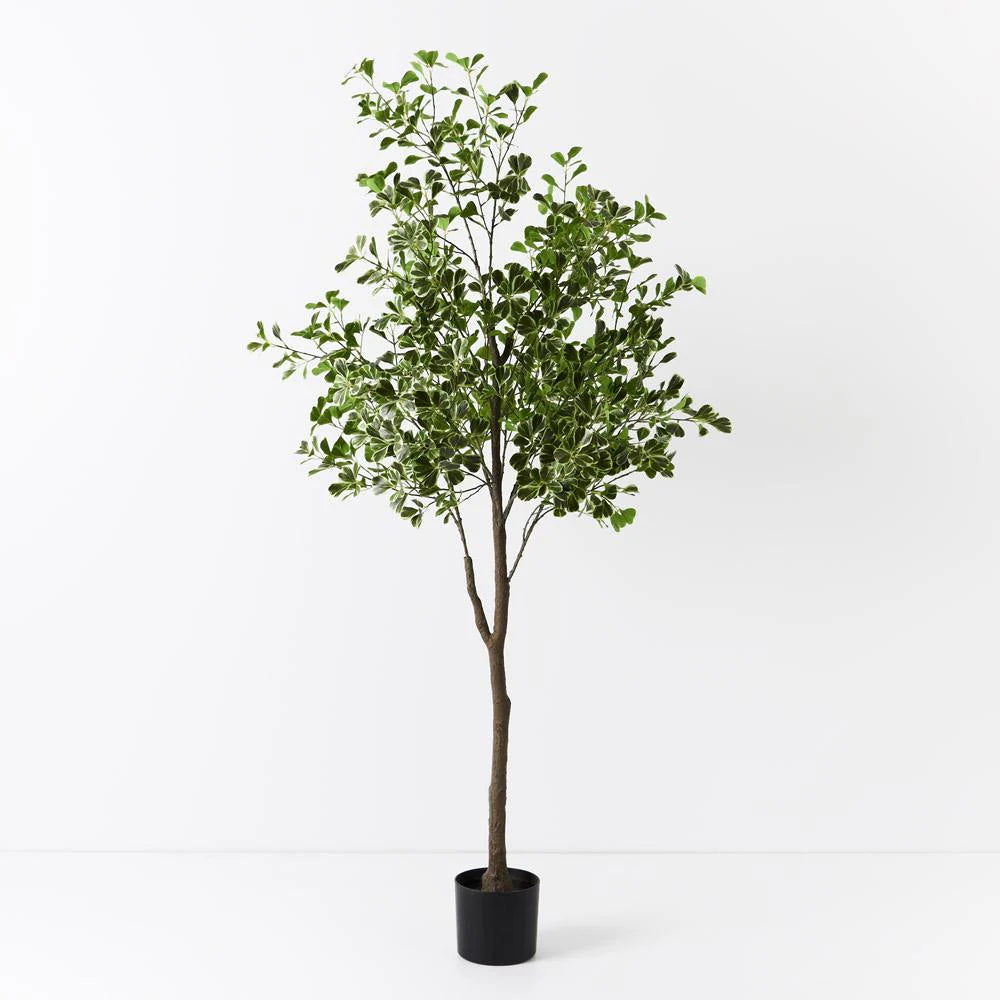 Ficus Tree Green 180cm