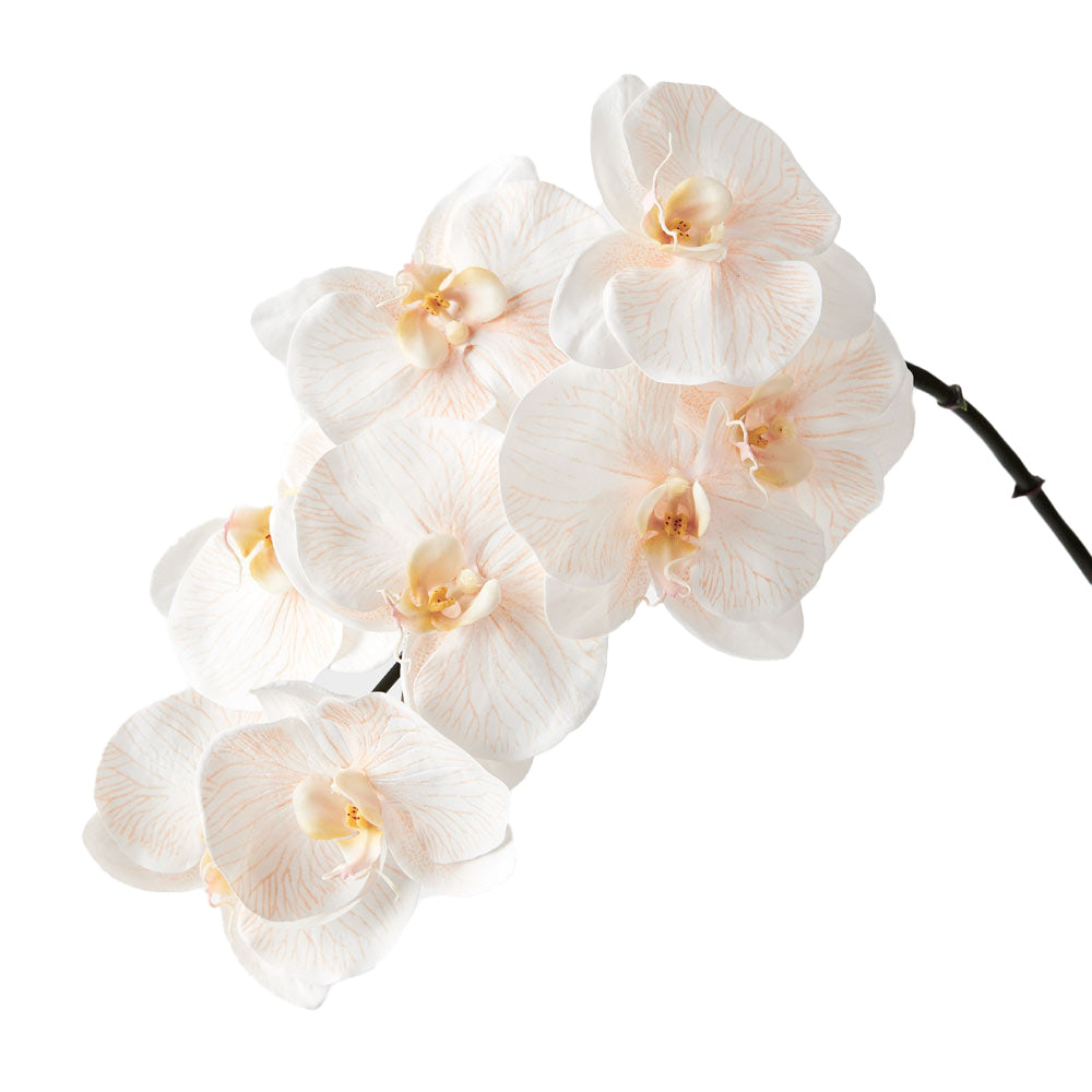 Orchid Phalaenopsis floral stem - Apricot Cream - 96cm