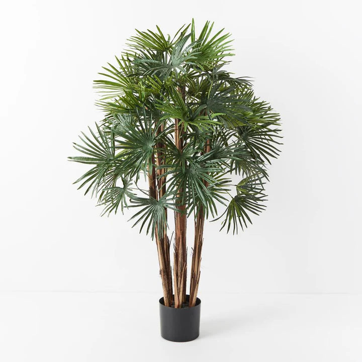 Palm Rhapis Green - 120cm