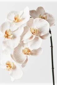 Ochid Phalaenopsis Infused - Latte 86cm