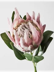 Protea King Light Pink 73cml