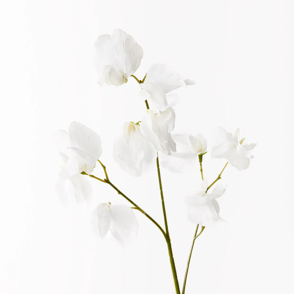Sweet Pea Spray Winter White 60cml