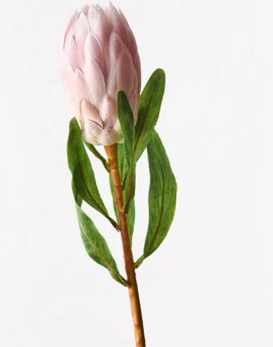 Protea Queen Light Pink 66cml