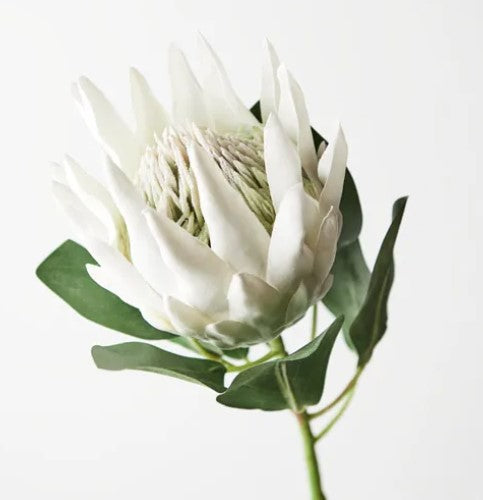 Protea King White 73cml