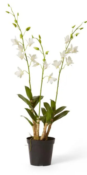 Orchid Dendrobidium Potted White